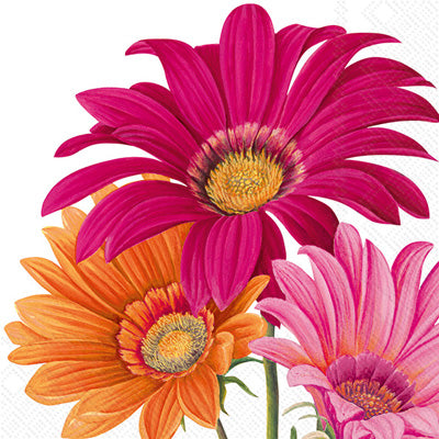Joyful Gerbera Cocktail Napkins